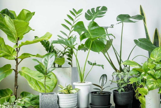 8 Simple Ways To Improve Indoor Air Quality - Lavender & Lemon