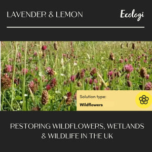 Restoring wildflowers, wetlands and wildlife in the UK